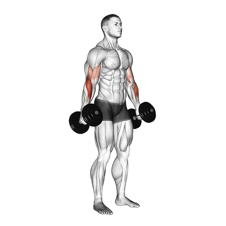 Dumbbell Hammer Curl exercise animation