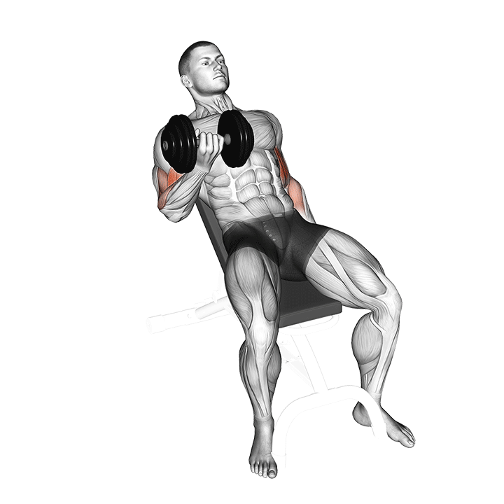 Dumbbell Incline Alternate Supinated Curl exercise animation