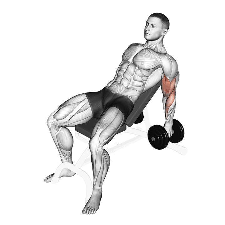 Dumbbell Incline Hammer Curl exercise animation