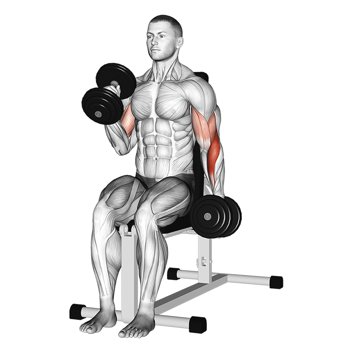 Dumbbell Seated Alternate Hammer Curl exercise animation