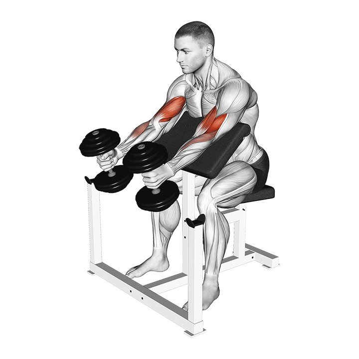 Dumbbell Supinated Preacher Curl exercise animation