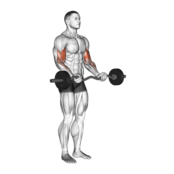 EZ-Bar Biceps Curl exercise animation