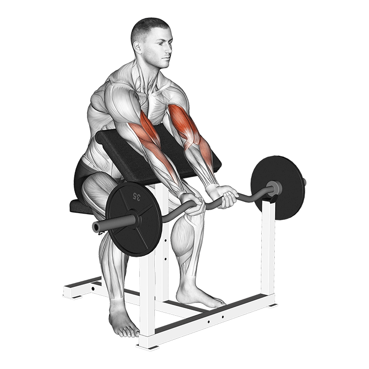 EZ-Bar Preacher Curl exercise animation