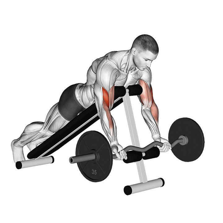 EZ-Bar Spider Curl exercise animation