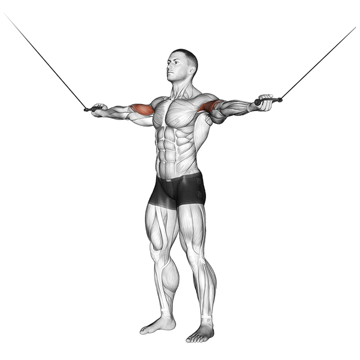 Hercules Curl exercise animation