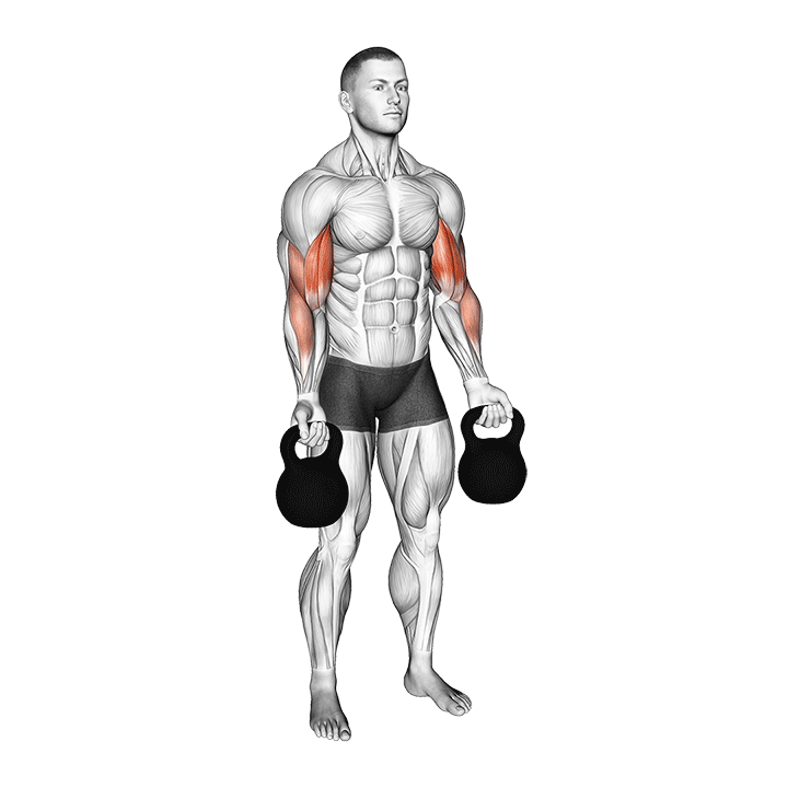 Kettlebell Biceps Curl exercise animation