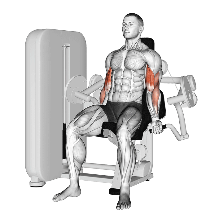 Machine Biceps Curl exercise animation