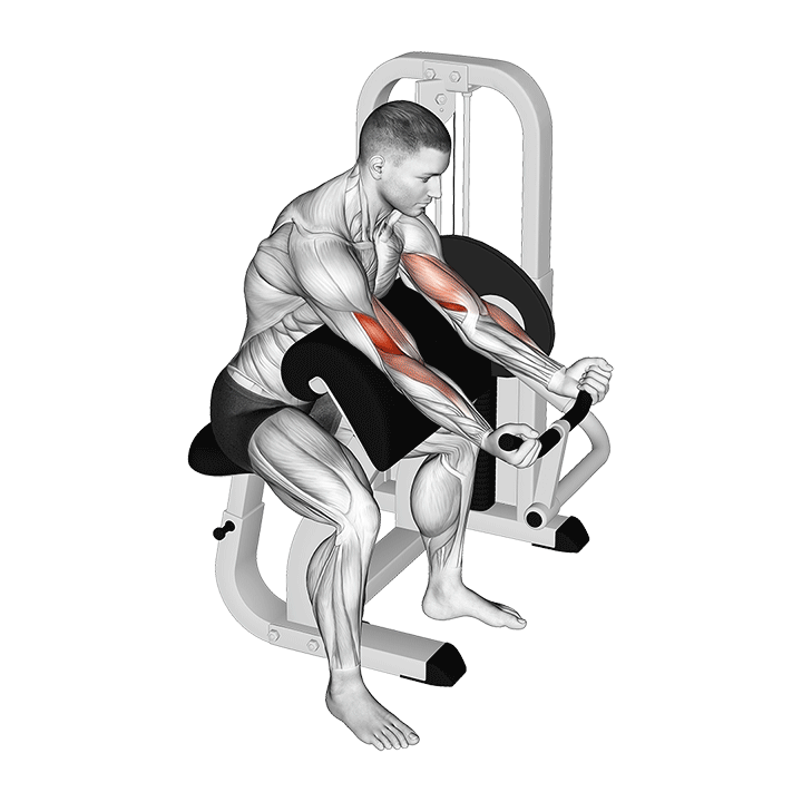 Machine Preacher Curl exercise animation