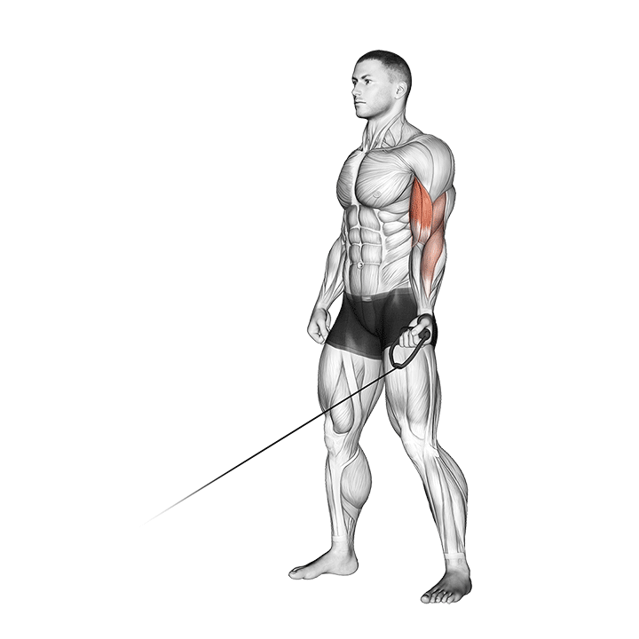 One-Arm Cable Biceps Curl exercise animation
