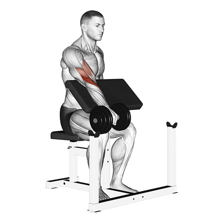 One-Arm Dumbbell Preacher Curl exercise animation