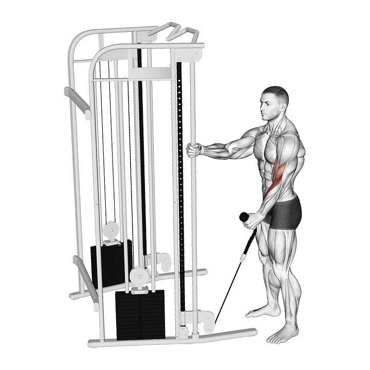 One-Arm Hammer Cable Curl exercise animation