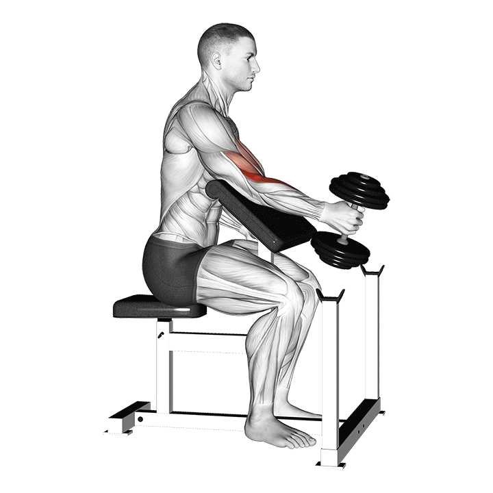 One-Arm Preacher Hammer Curl exercise animation