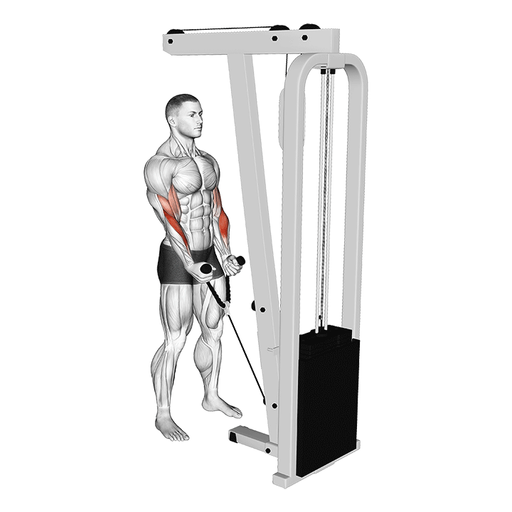 Rope Cable Hammer Curl exercise animation