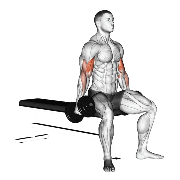 Seated Dumbbell Curl exercise animation