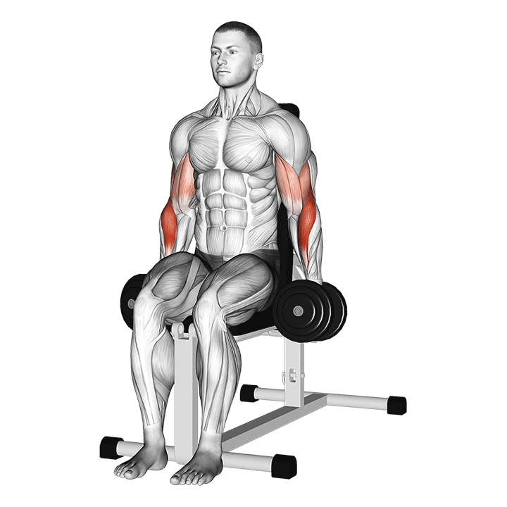 Seated Hammer Curl exercise animation