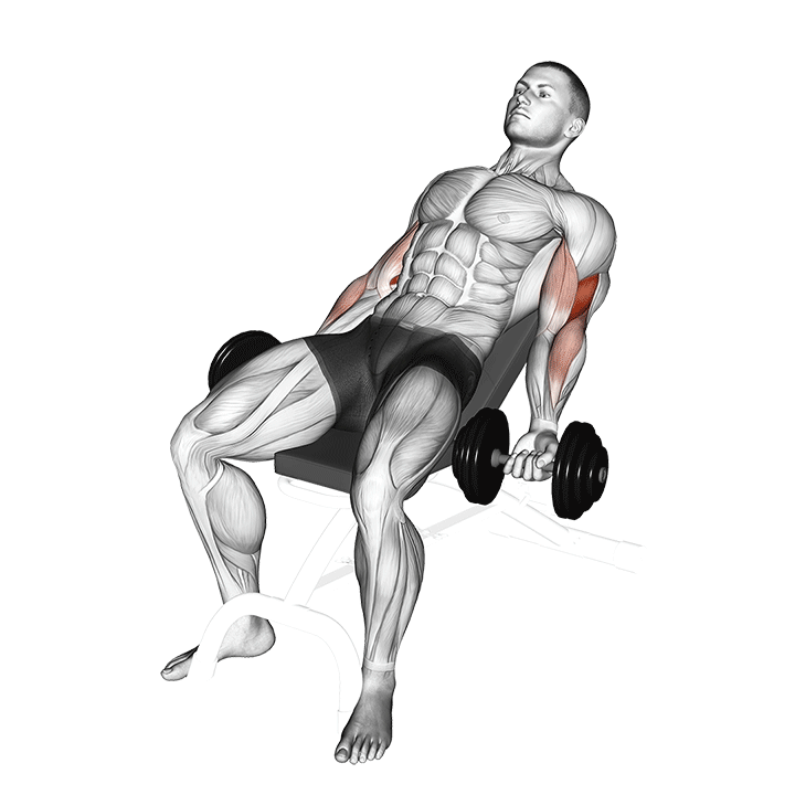 Seated Incline Biceps Curl exercise animation