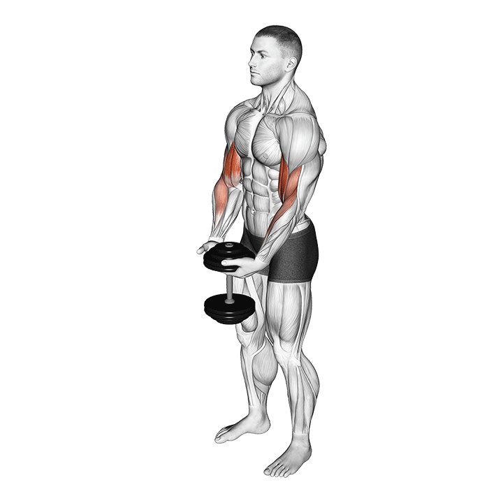 Single Dumbbell Curl exercise animation