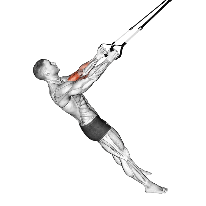 TRX Biceps Curl exercise animation