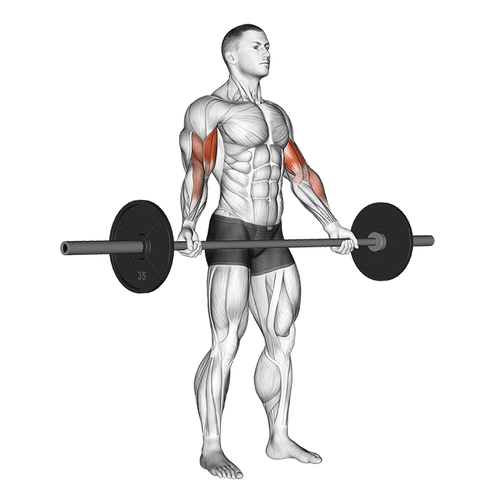Wide Grip Standing Barbell Curl exercise animation