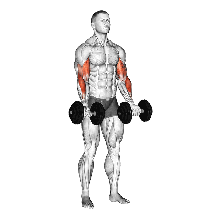 Zottman Curl exercise animation