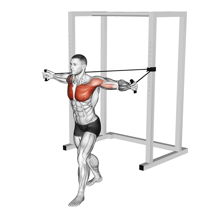 Band Chest Fly exercise animation