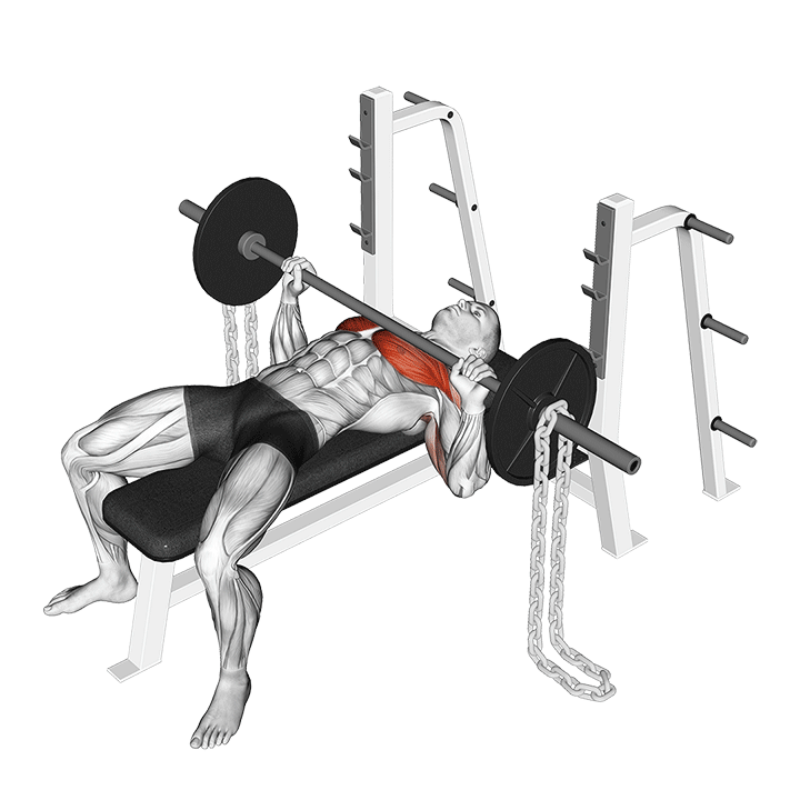 Barbell Bench Press with Chains exercise animation