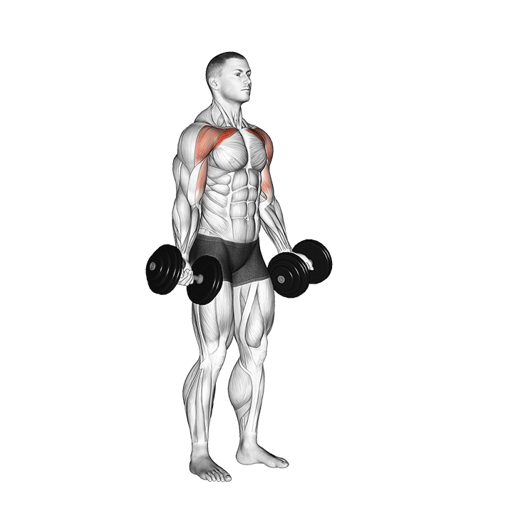 Dumbbell Low to High Fly exercise animation