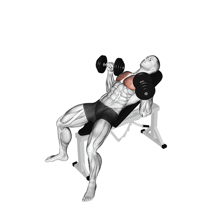 Incline Dumbbell Bench Press exercise animation
