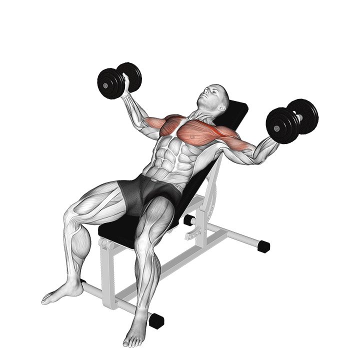 Incline Dumbbell Chest Fly exercise animation