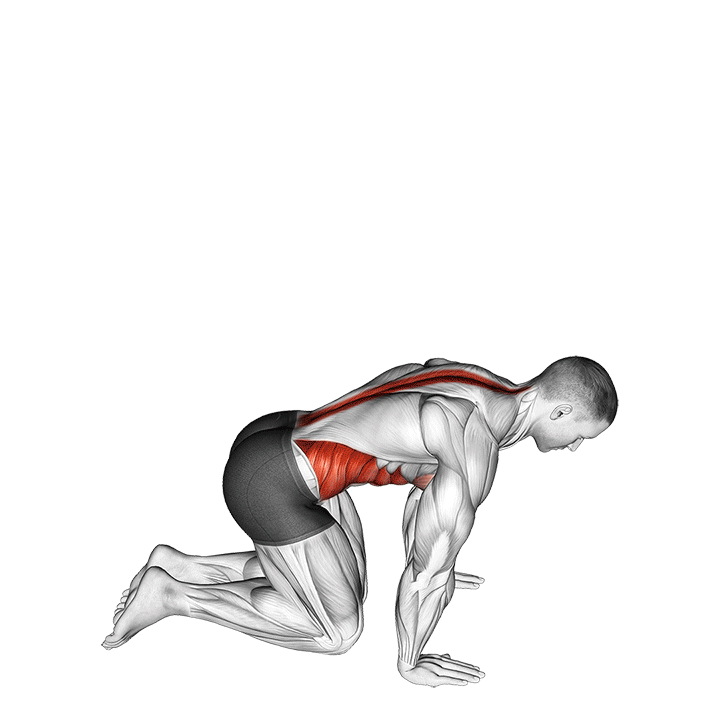 Kneeling Back Rotation Stretch exercise animation