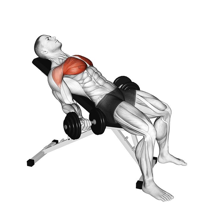 Low Incline Dumbbell Fly exercise animation