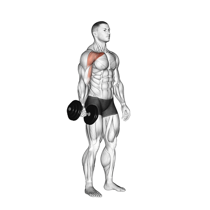 One-Arm Low Fly Dumbbell exercise animation