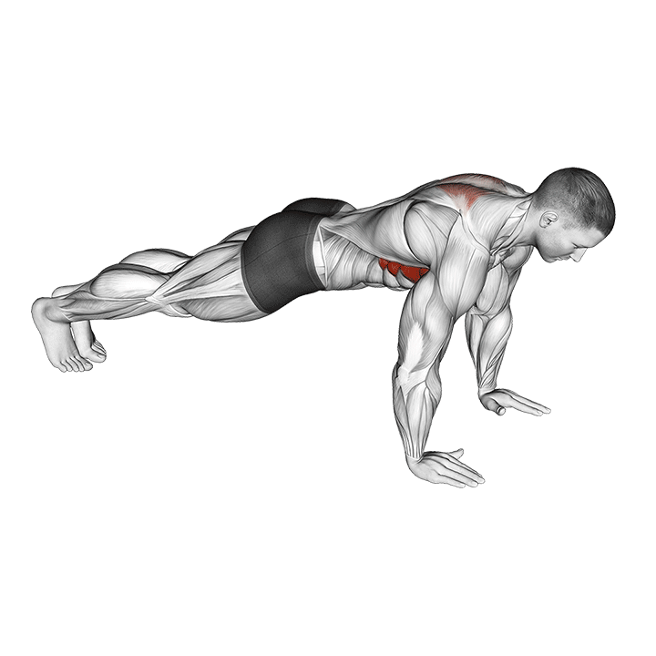Scapula Push-Up exercise animation