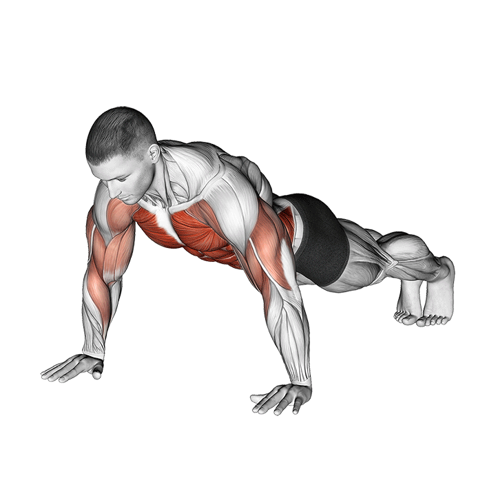 Shoulder Tap exercise animation