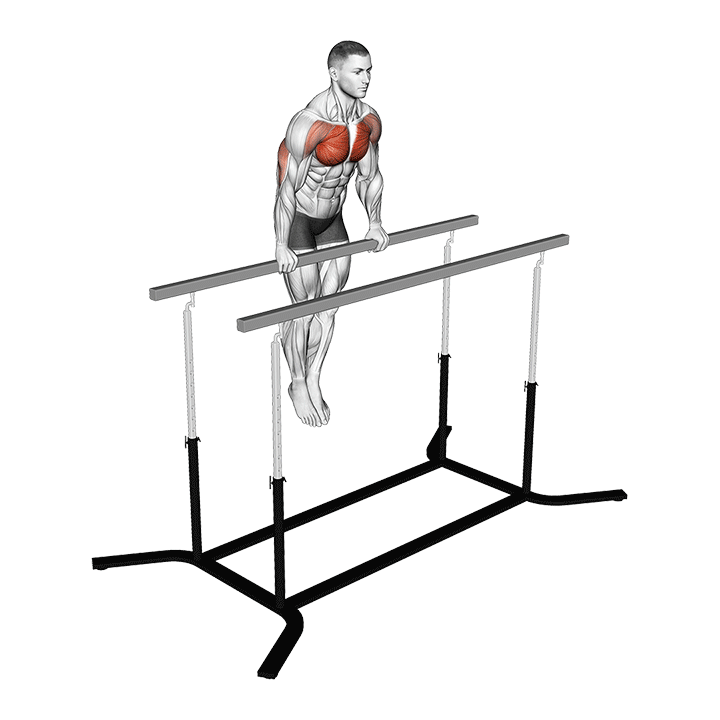 Straight Bar Dips exercise animation