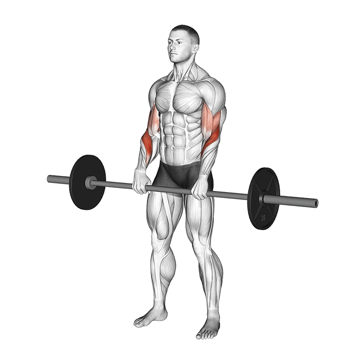 Barbell Reverse Grip Forearm Curl exercise animation