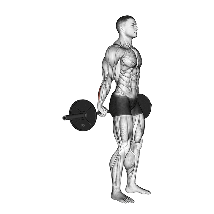 Barbell Standing Back Wrist Curl exercise animation