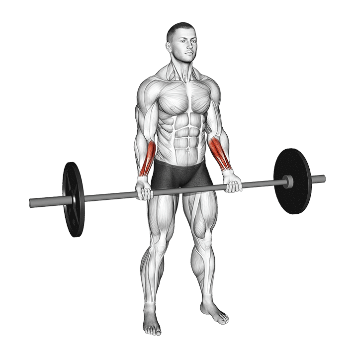 Barbell Standing Wrist Curl exercise animation