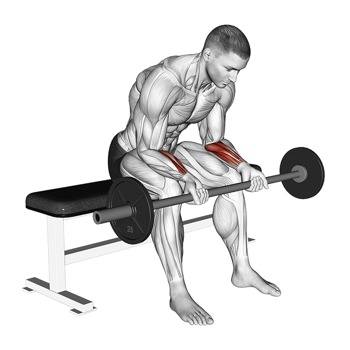 Barbell Wrist Curl exercise animation