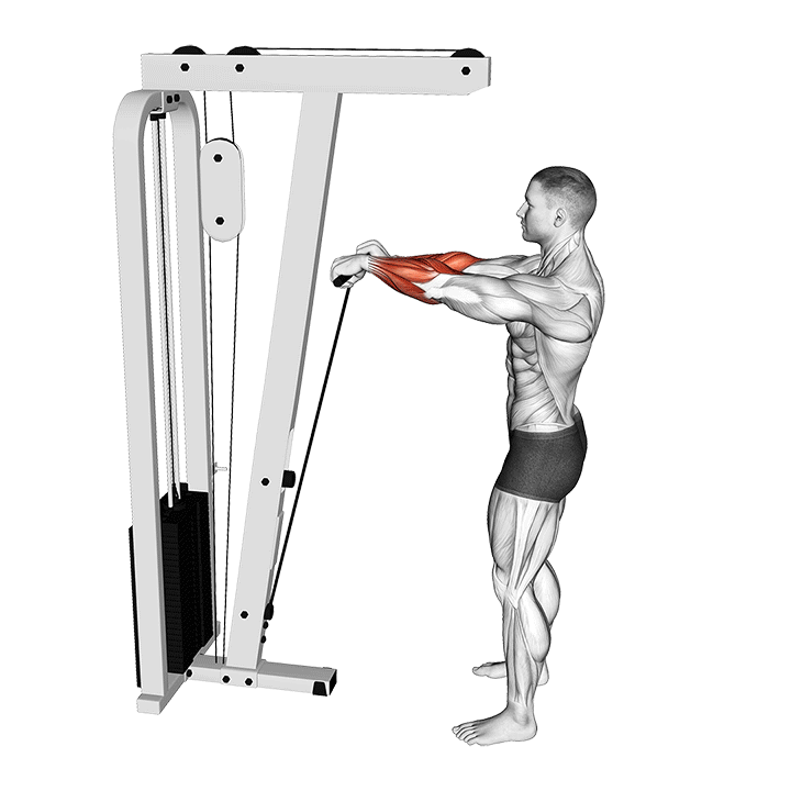 Cable Standing Wrist Roll exercise animation