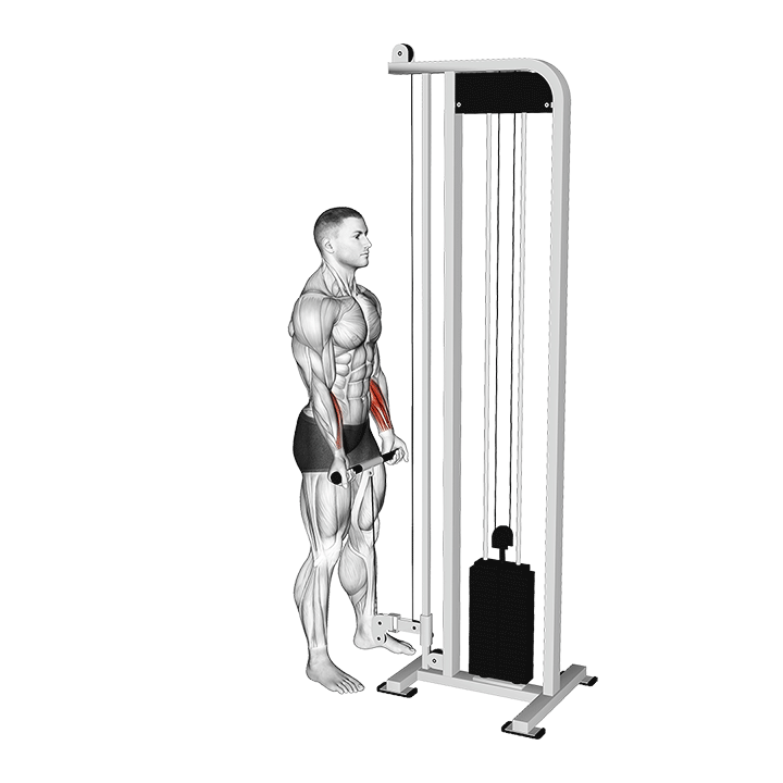 Cable Wrist Curl exercise animation