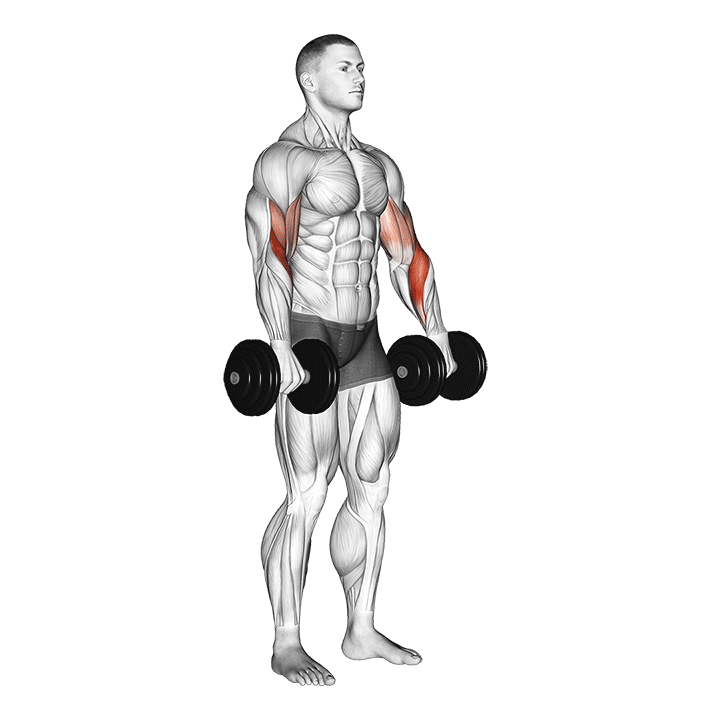 Dumbbell Biceps Reverse Curl exercise animation