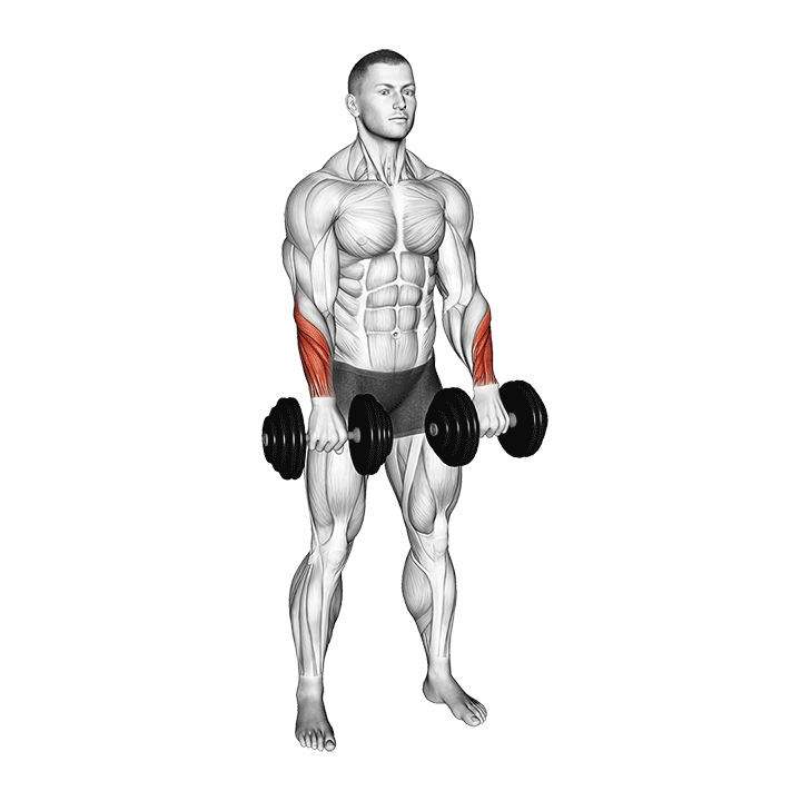 Dumbbell Standing Reverse Wrist Curls exercise animation