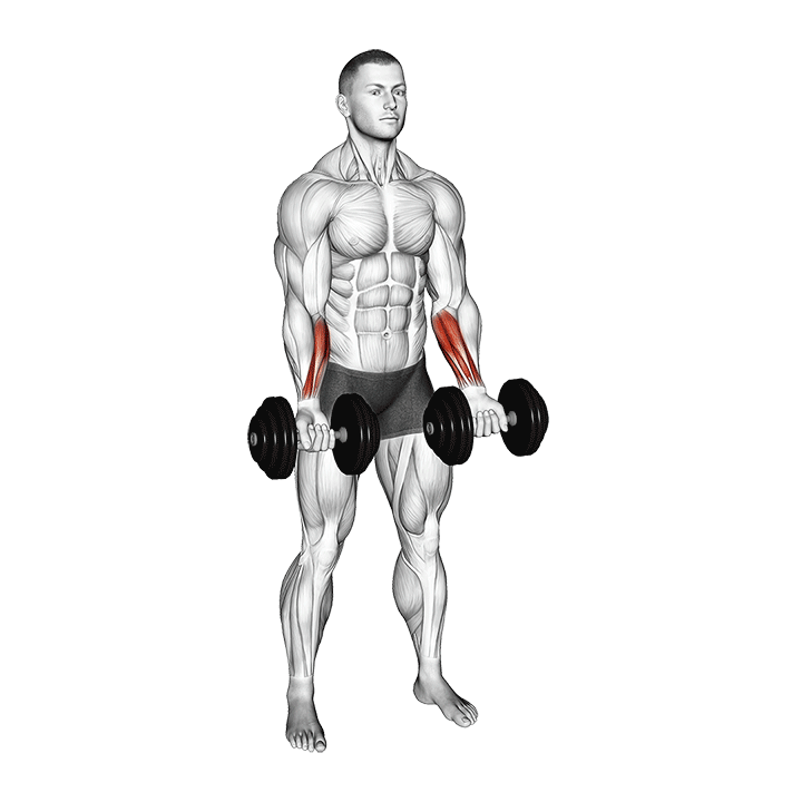 Dumbbell Standing Wrist Curl exercise animation