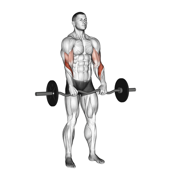 EZ-Bar Reverse Grip Biceps Curl exercise animation