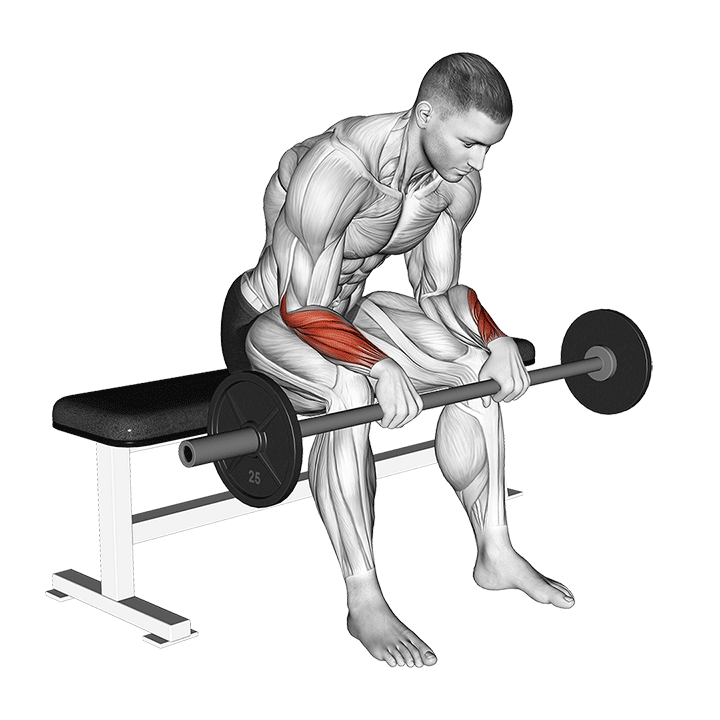 EZ-Bar Seated Reverse Wrist Curl exercise animation