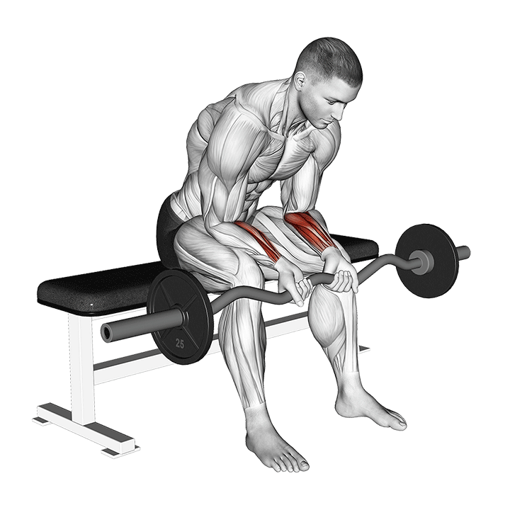 EZ-Bar Seated Wrist Curl exercise animation