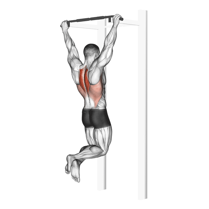 Hanging Scapular Retractions exercise animation