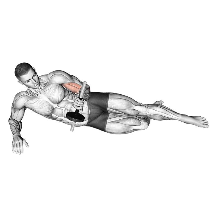 One-Arm Dumbbell Supination exercise animation