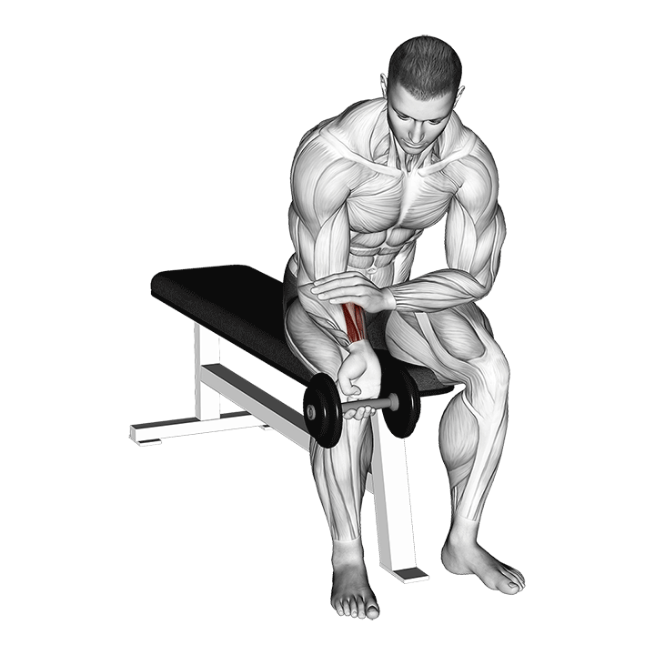 One-Arm Wrist Curl Dumbbell exercise animation